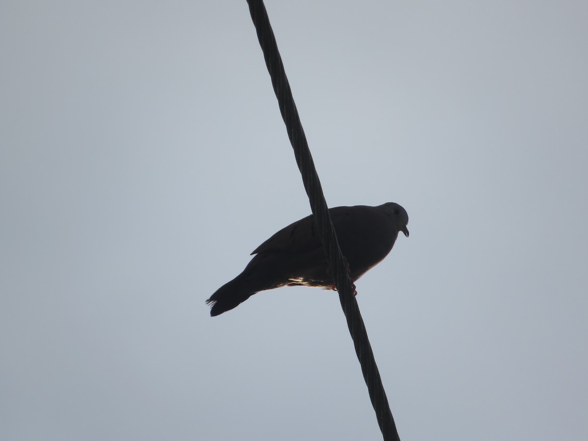 Plain-breasted Ground Dove - ML643608149