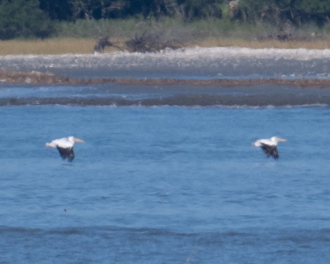 American White Pelican - ML643608166