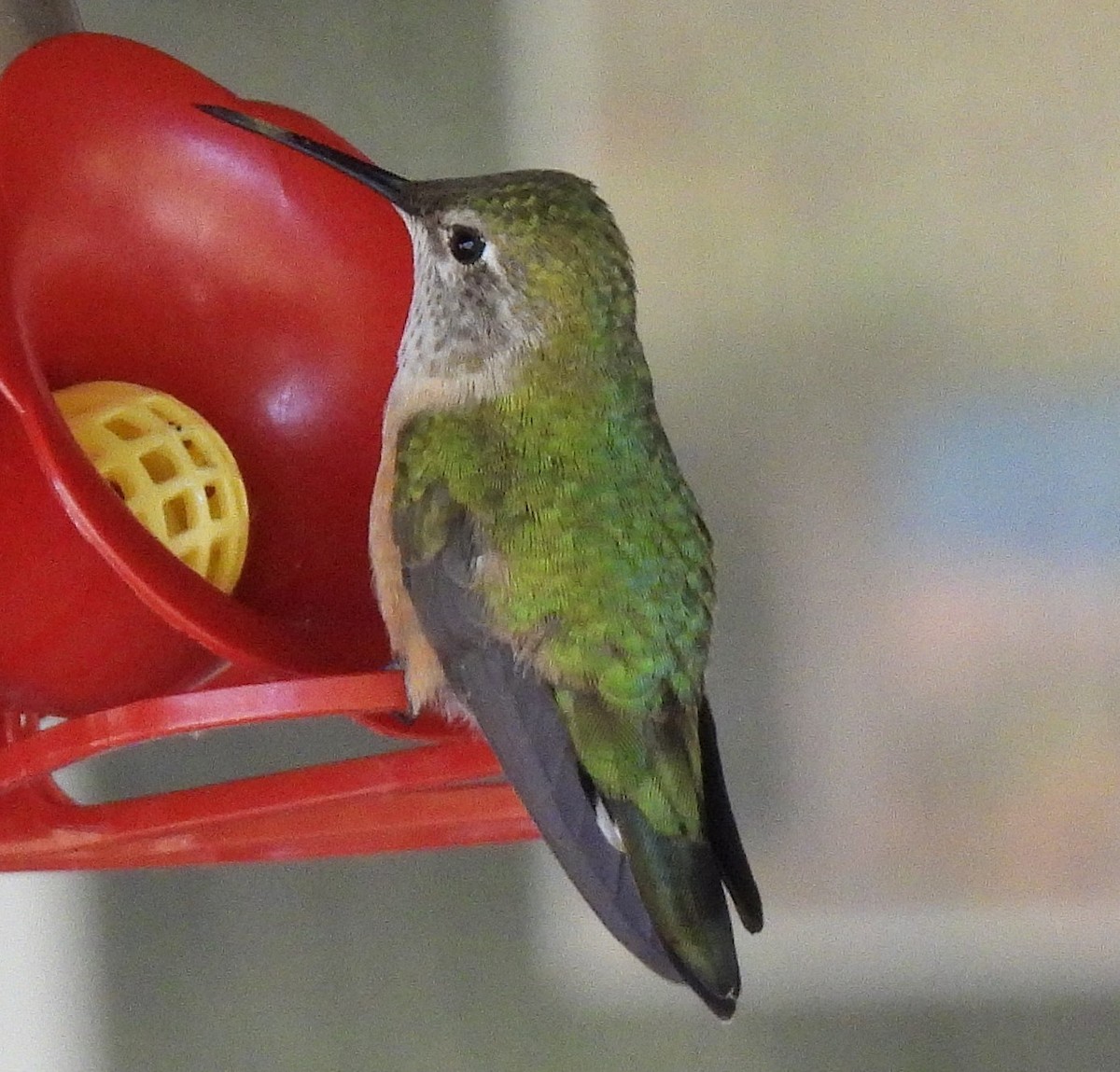 Broad-tailed Hummingbird - ML643608167