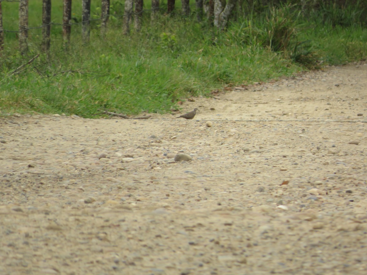 Plain-breasted Ground Dove - ML643608170