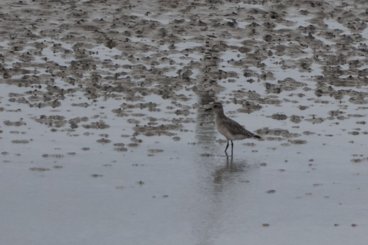 kulík bledý - ML643608173