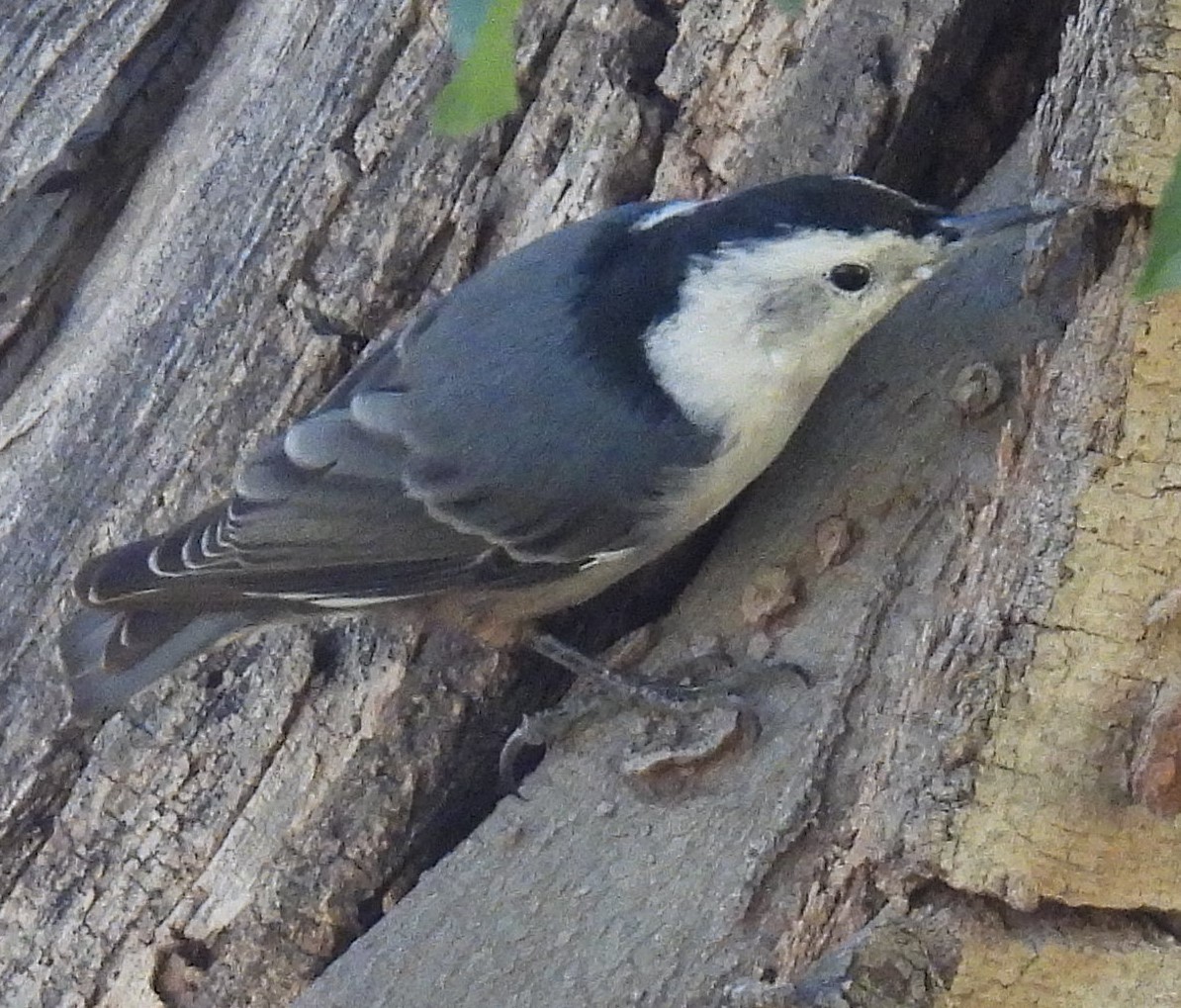 White-breasted Nuthatch - ML643608192