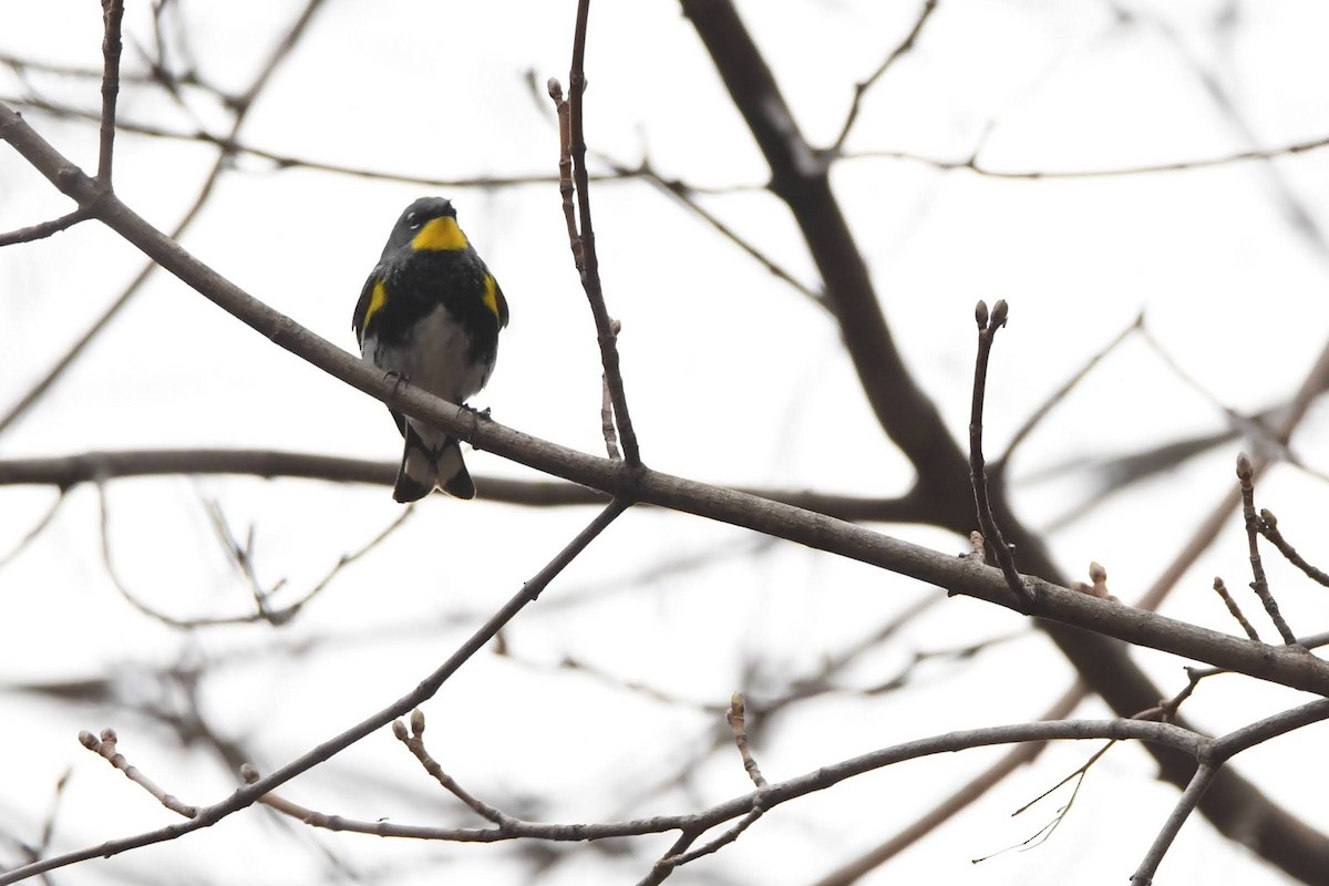 Yellow-rumped Warbler (Audubon's) - ML643608195