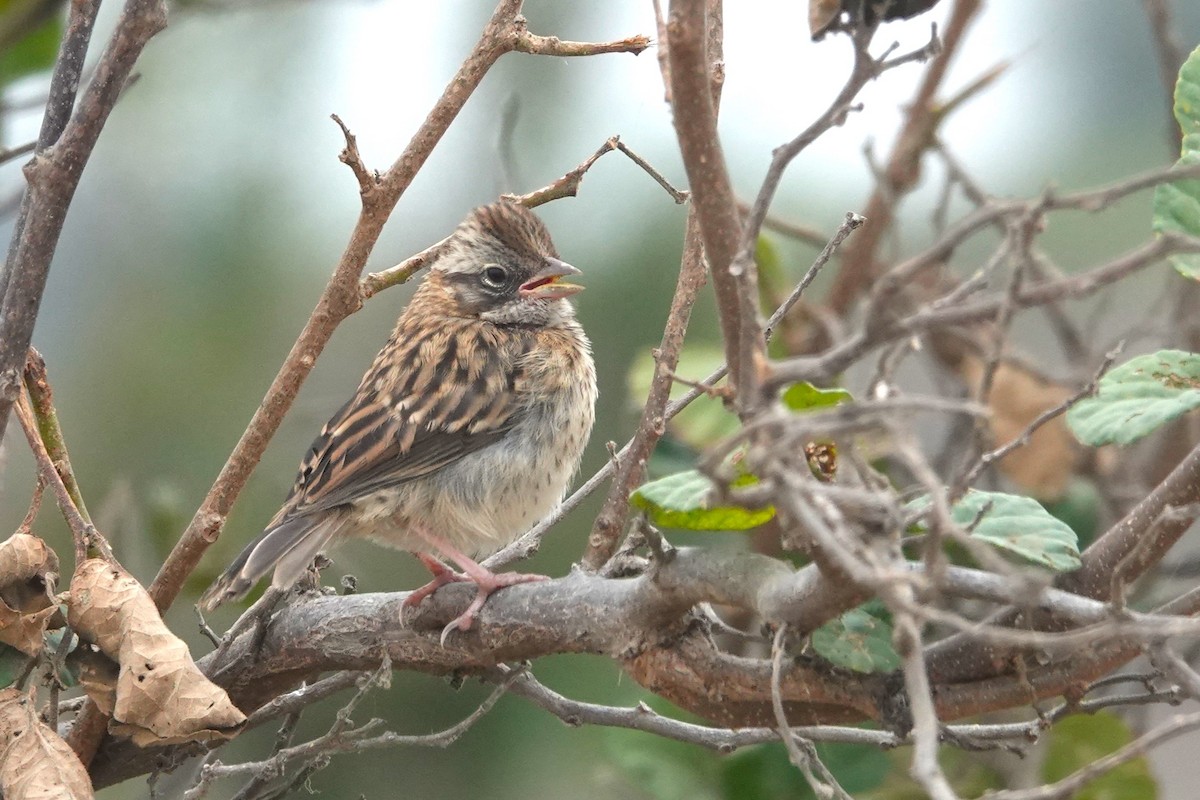 Rufous-collared Sparrow - ML643608207