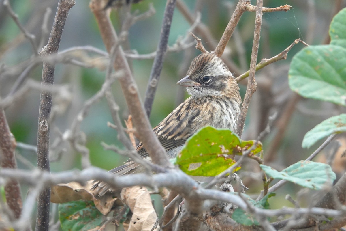 Rufous-collared Sparrow - ML643608208