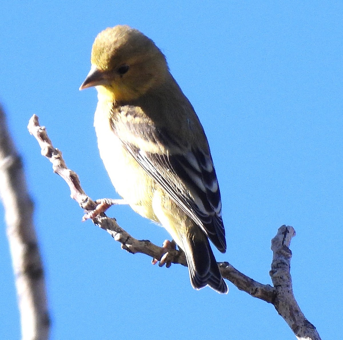 Lesser Goldfinch - ML643608218