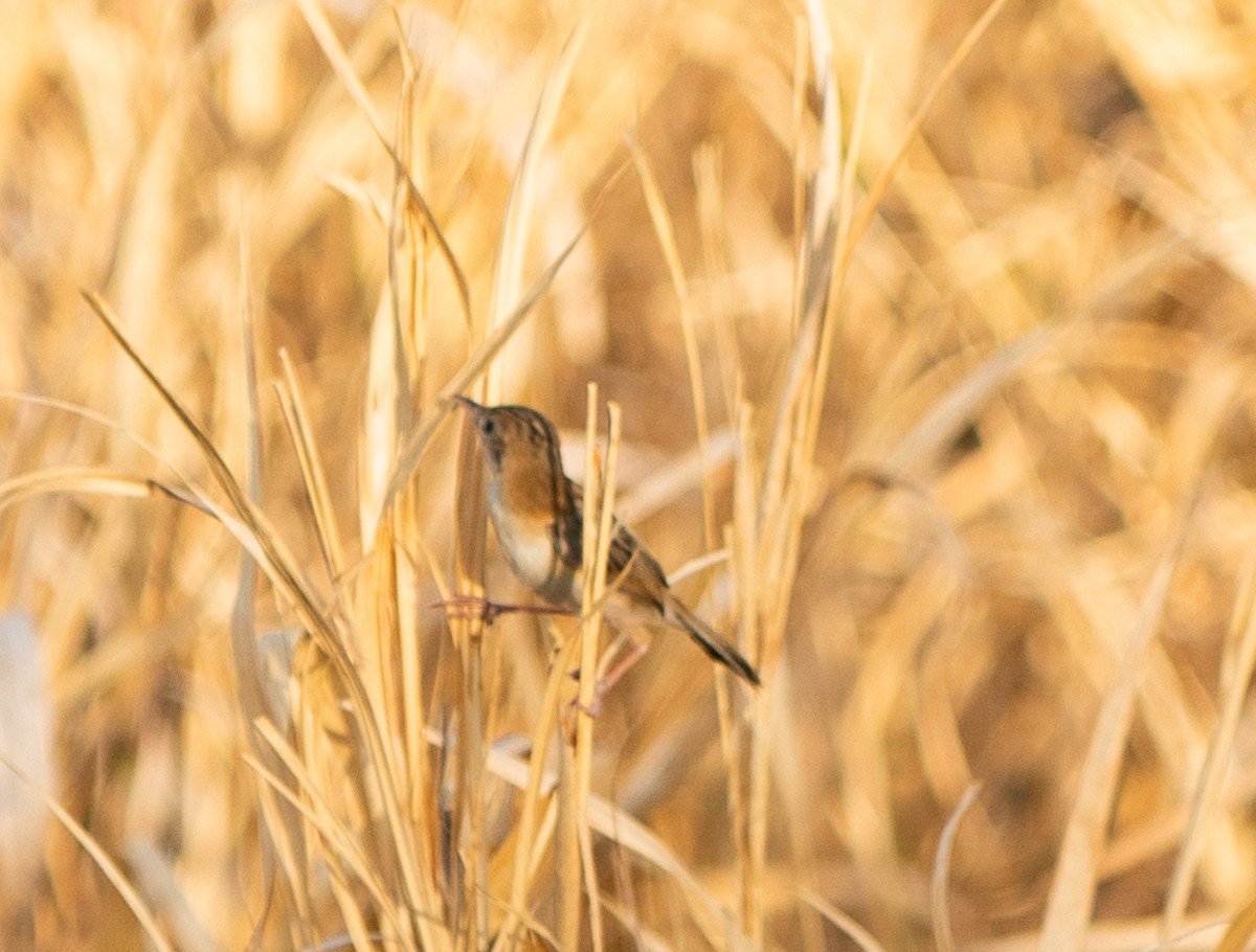 Golden-headed Cisticola - ML643608224
