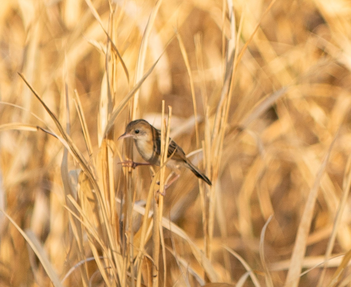 Golden-headed Cisticola - ML643608225