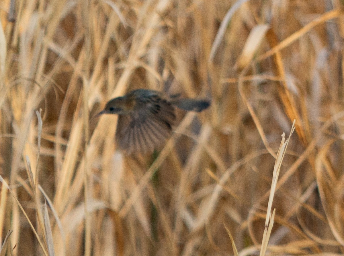 Golden-headed Cisticola - ML643608226