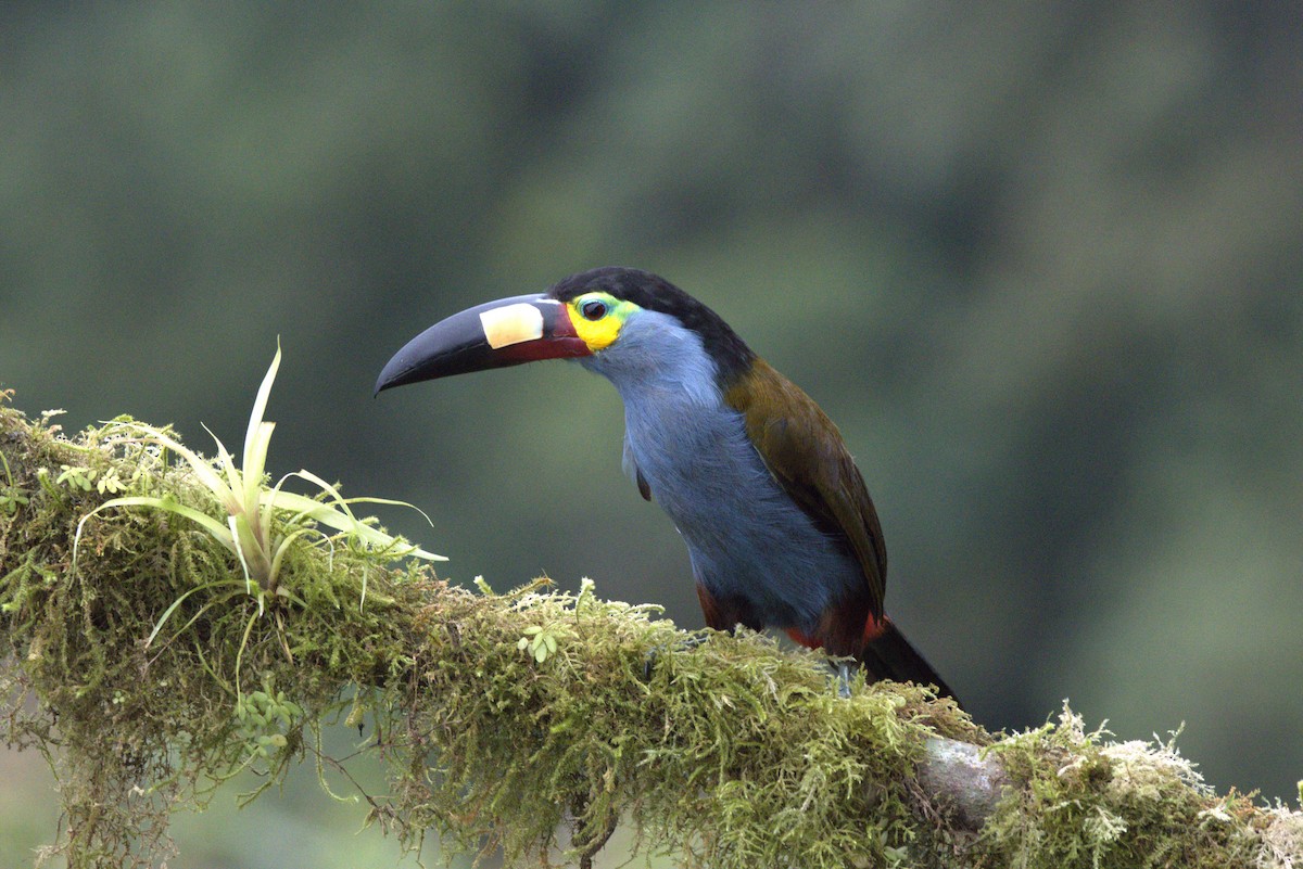 Plate-billed Mountain-Toucan - ML643608228