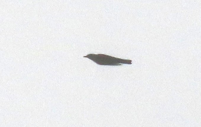 Mistle Thrush - ML643608234