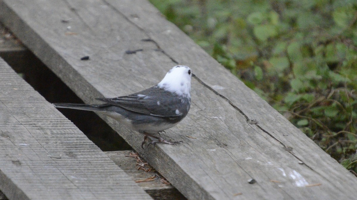Dark-eyed Junco - ML643608241
