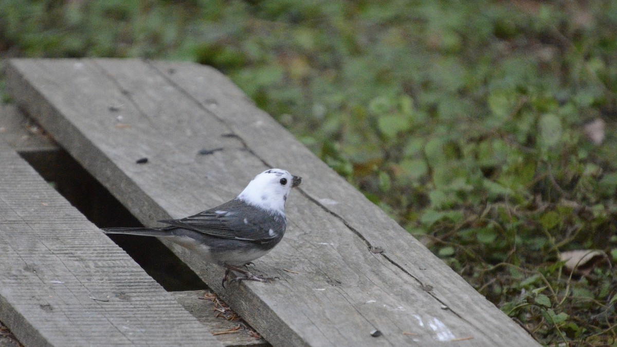 Dark-eyed Junco - ML643608255