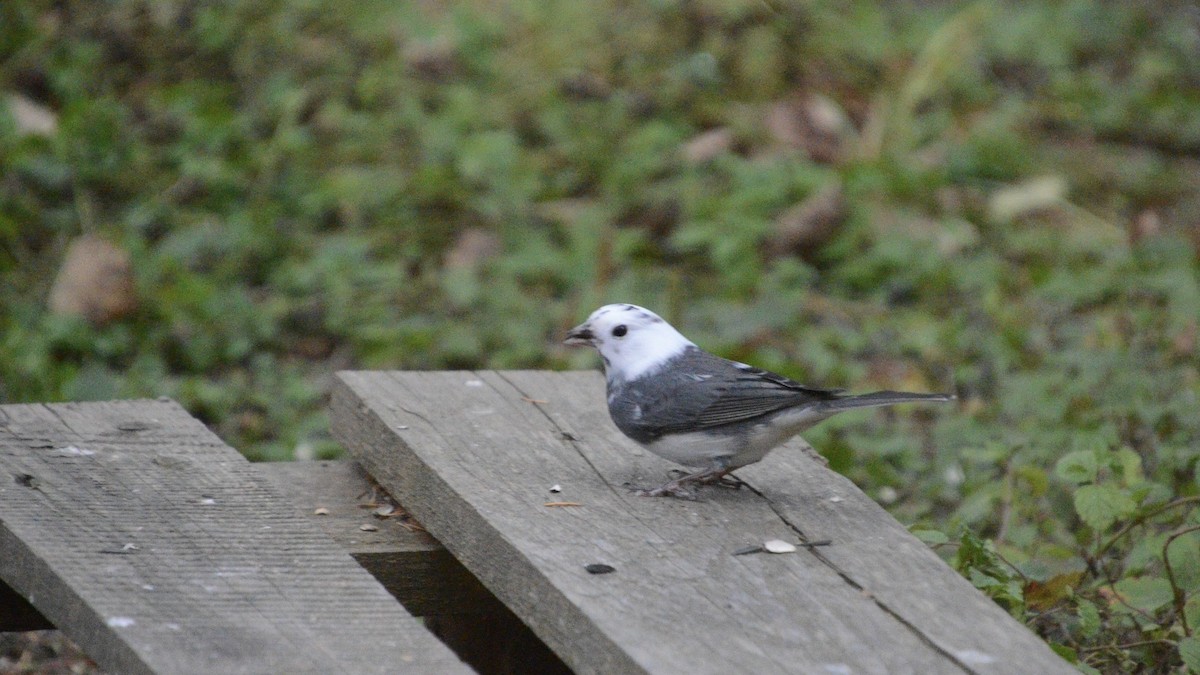 Dark-eyed Junco - ML643608261