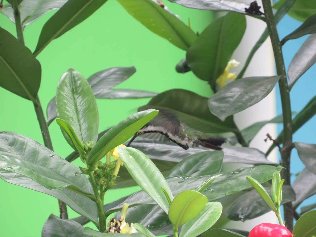 Schwarzbrust-Mangokolibri - ML643608266