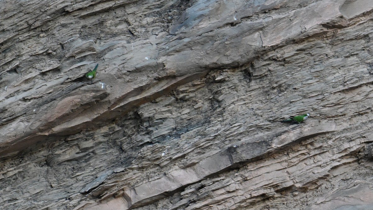 Monk Parakeet (Cliff) - ML643608292