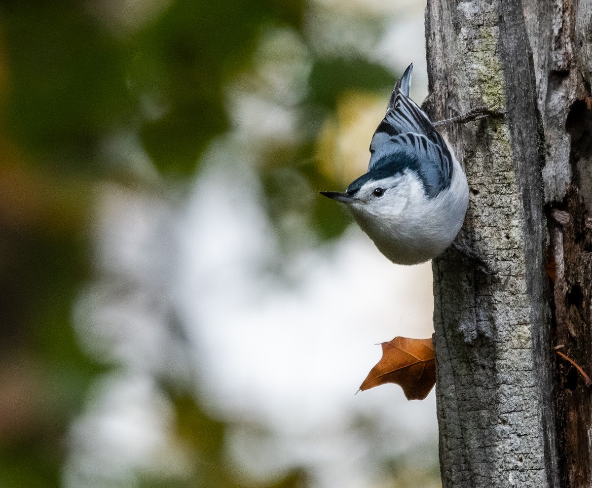 White-breasted Nuthatch - ML643608303