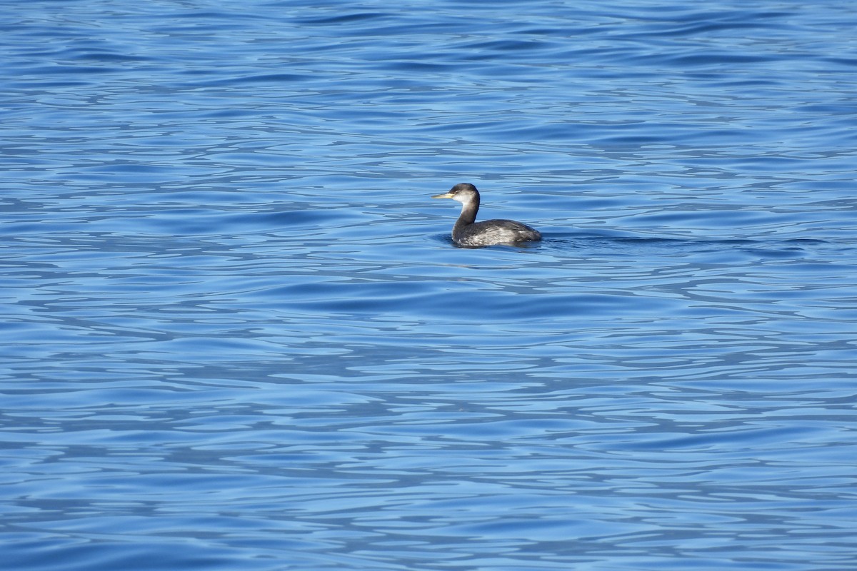 Red-necked Grebe - ML643608305