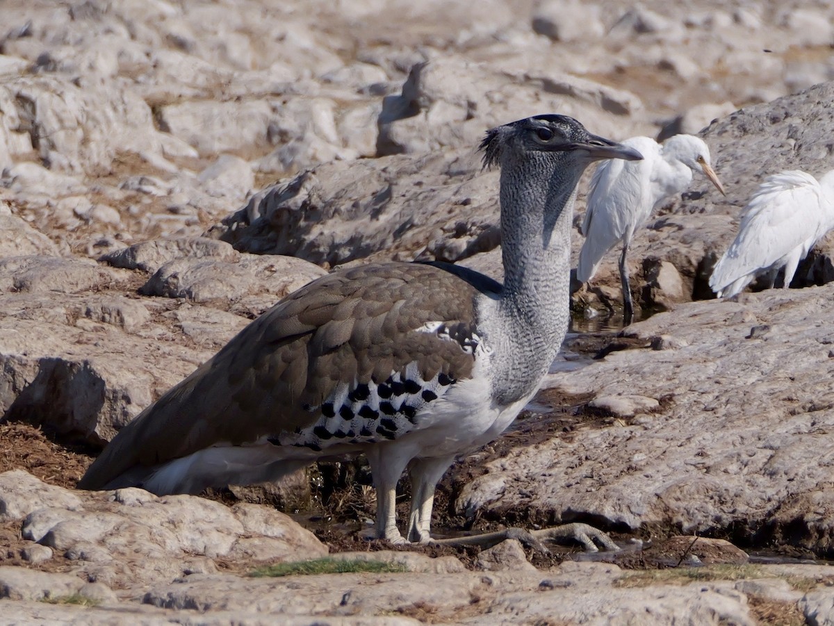 Kori Bustard - ML643608326