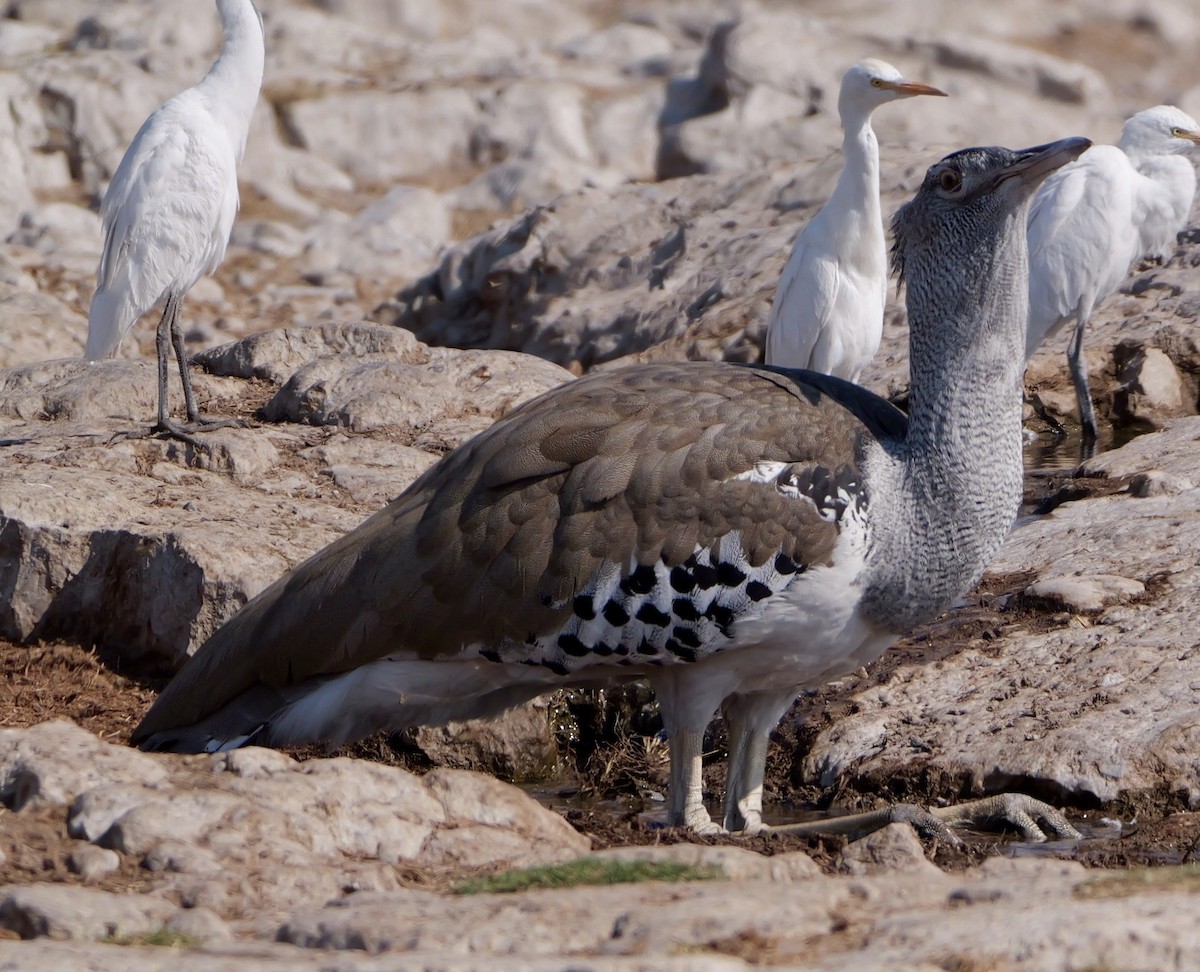 Kori Bustard - ML643608327
