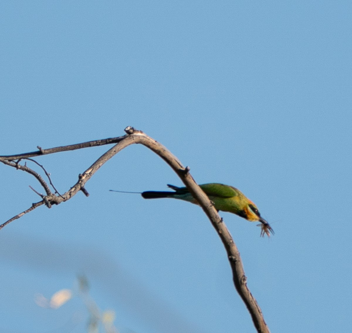 Rainbow Bee-eater - ML643608332