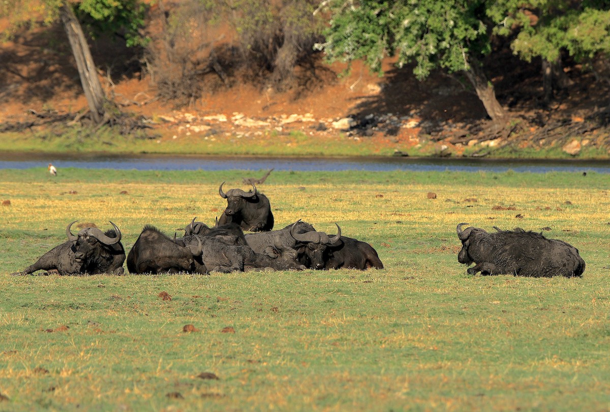 Cape Buffalo - ML643608343