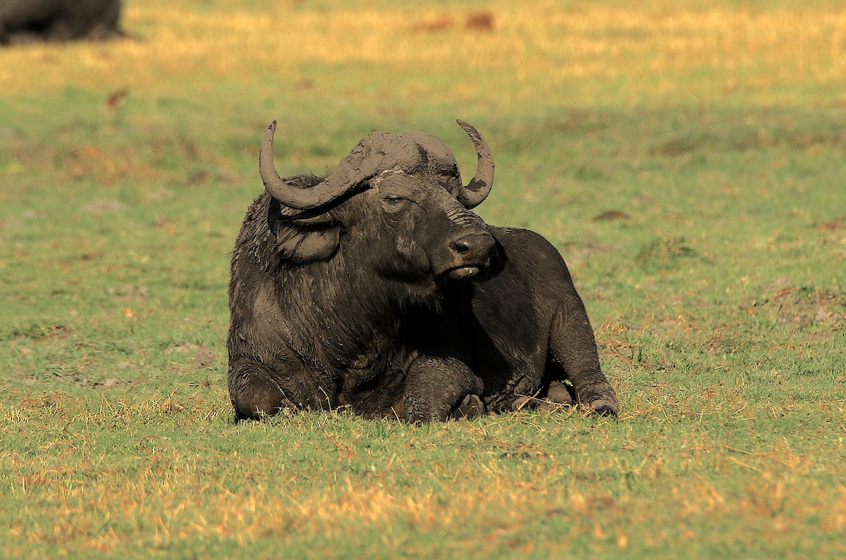 Cape Buffalo - ML643608348
