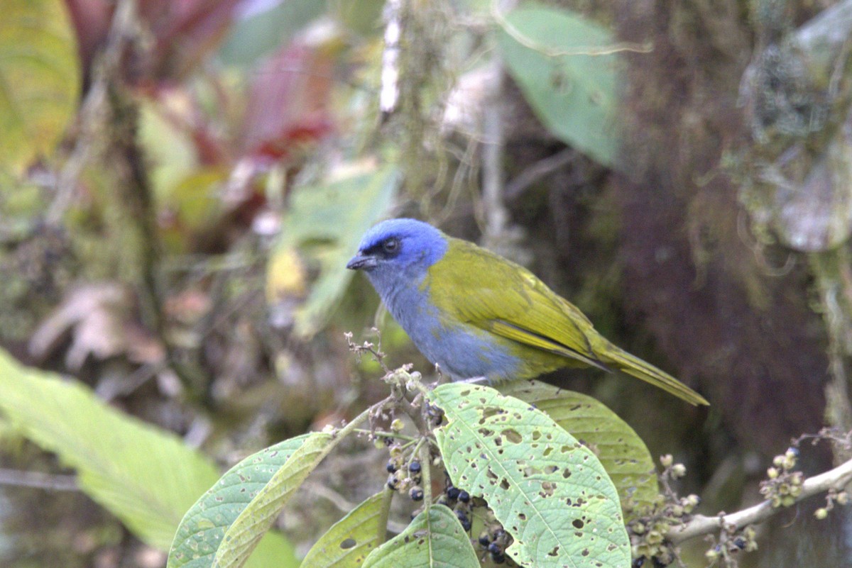 Blue-capped Tanager - ML643608352
