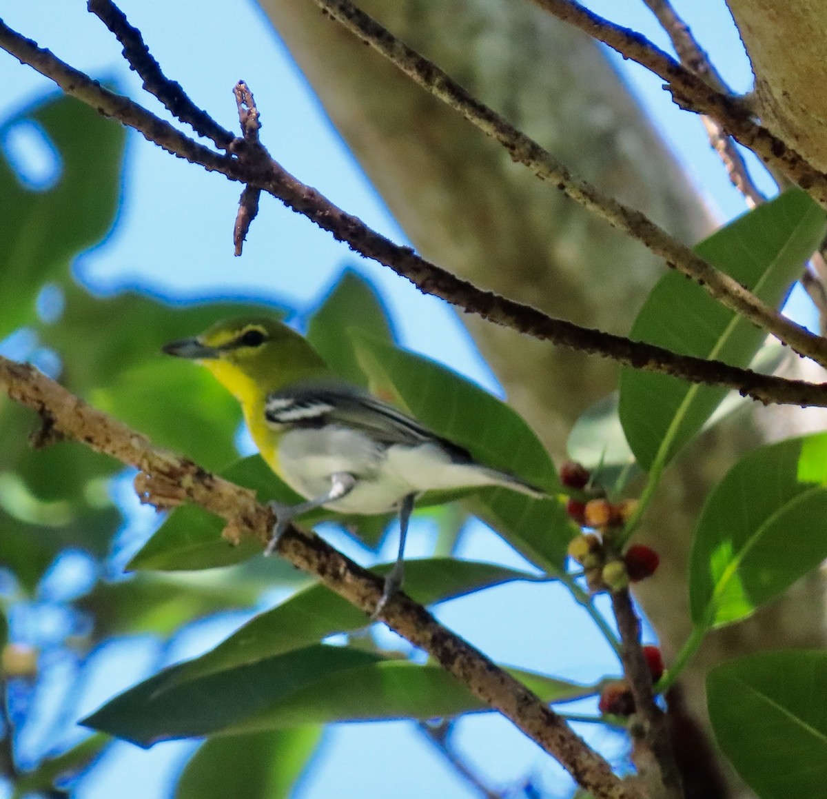 Vireo Gorjiamarillo - ML643608360