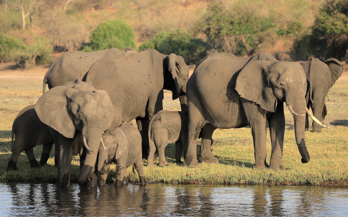 African Savanna Elephant - ML643608361