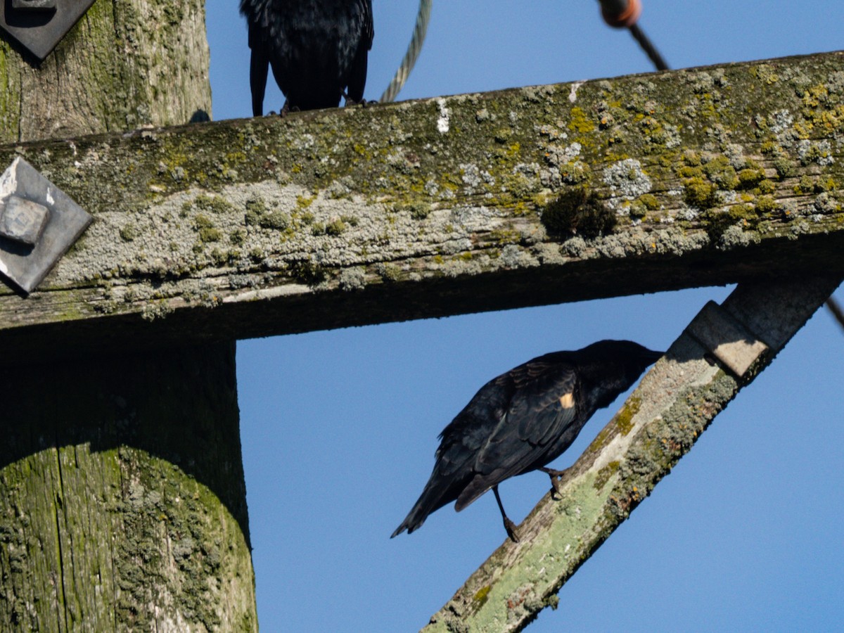 Tricolored Blackbird - ML643608365