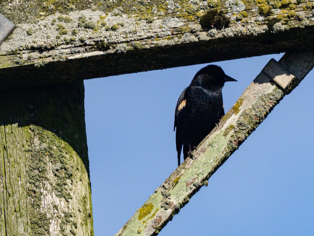 Tricolored Blackbird - ML643608366