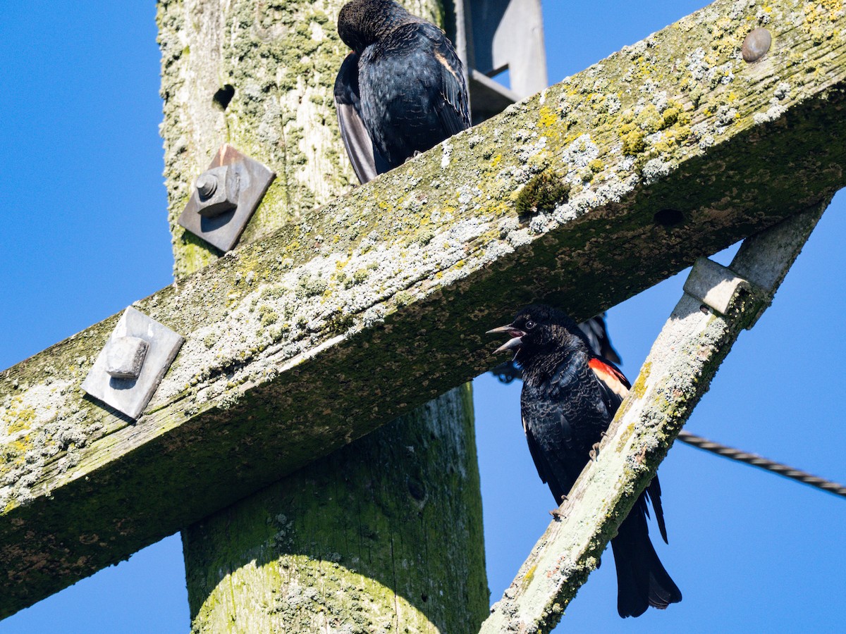 Tricolored Blackbird - ML643608367