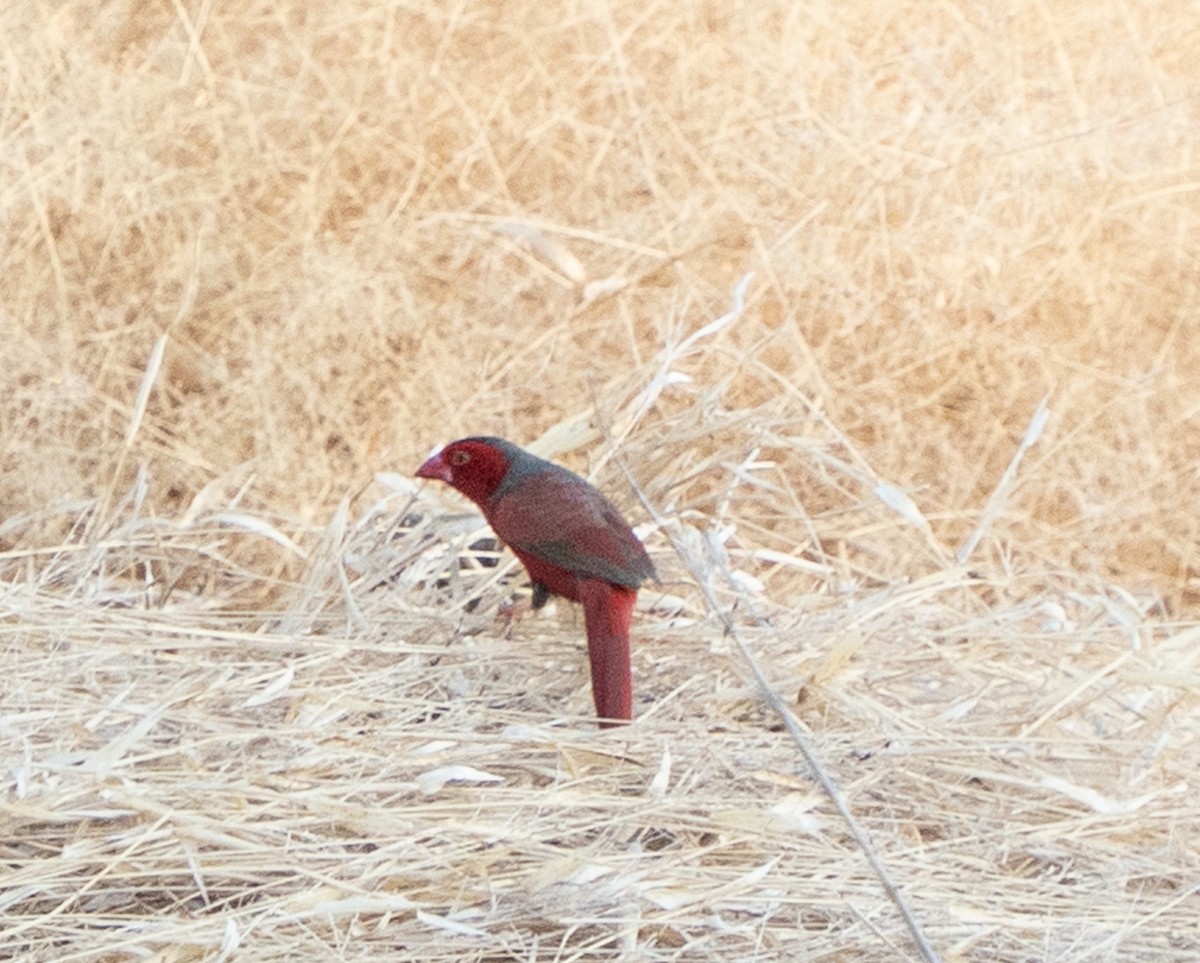 Crimson Finch - ML643608383