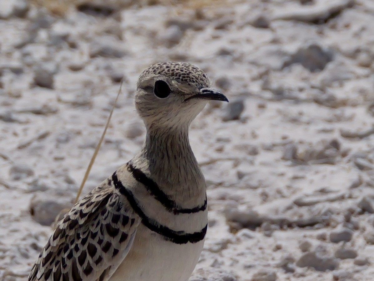 Double-banded Courser - ML643608387
