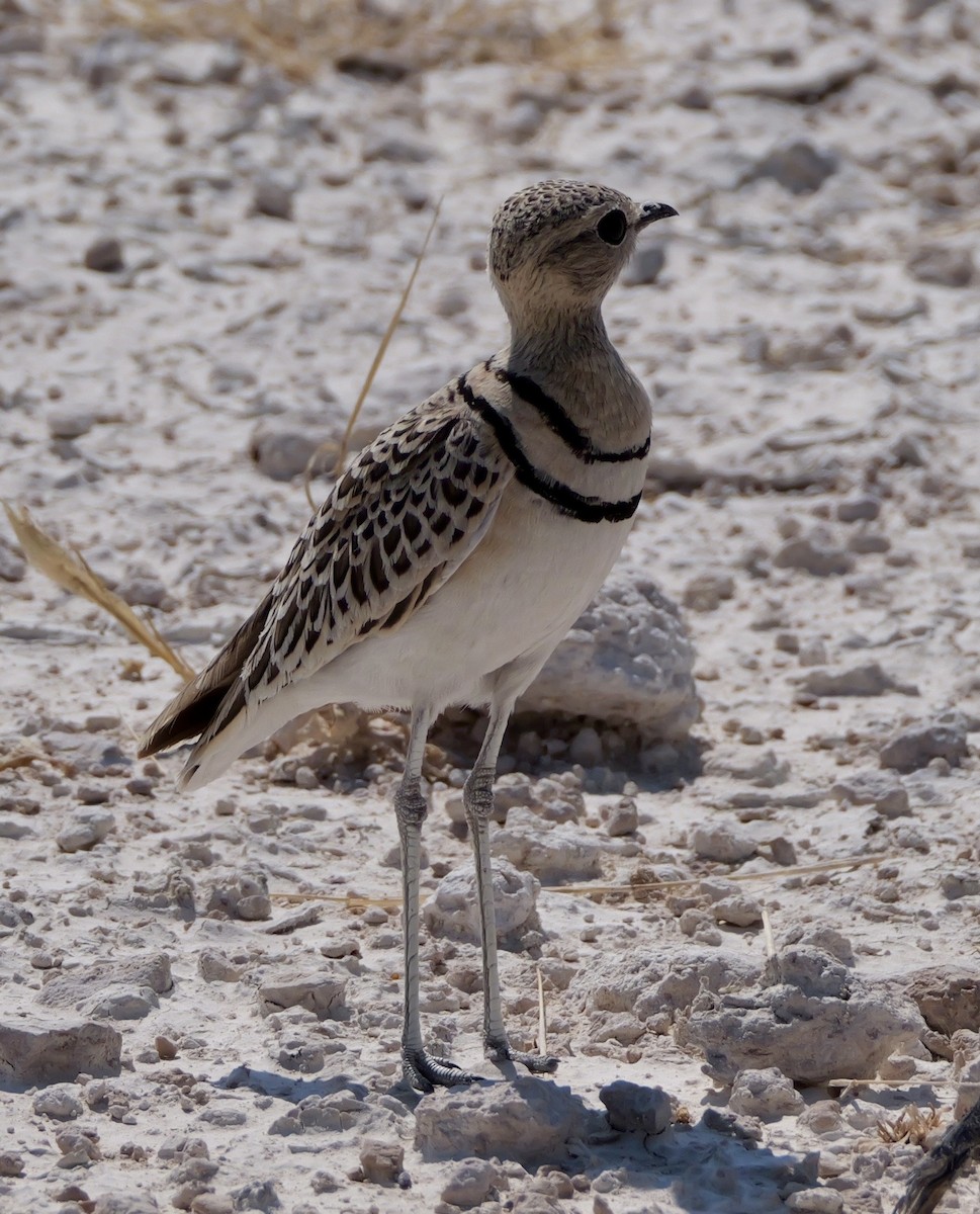 Double-banded Courser - ML643608388
