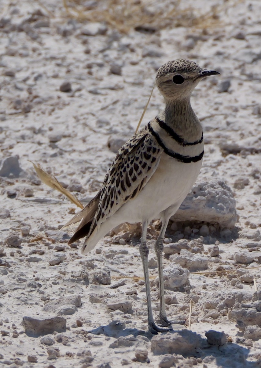 Double-banded Courser - ML643608389