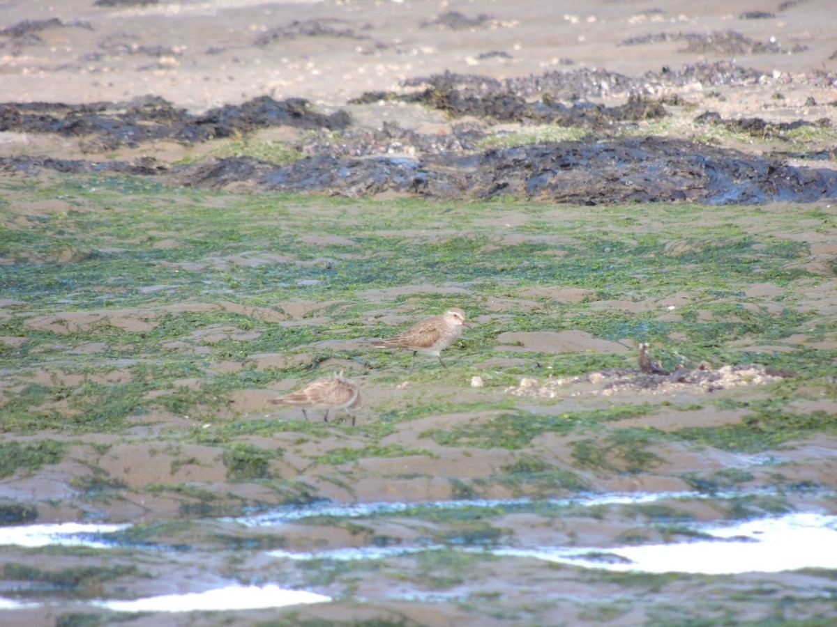 Weißbürzel-Strandläufer - ML643608392