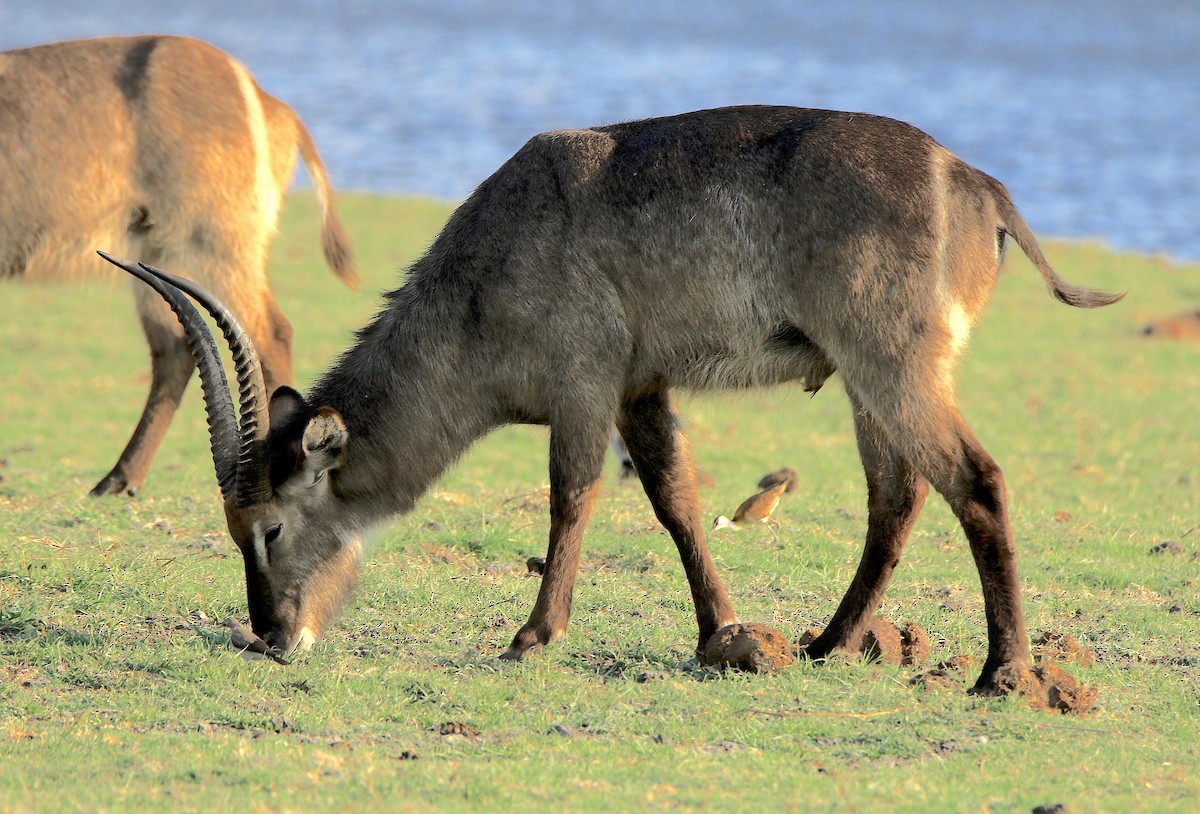 Common Waterbuck - ML643608399