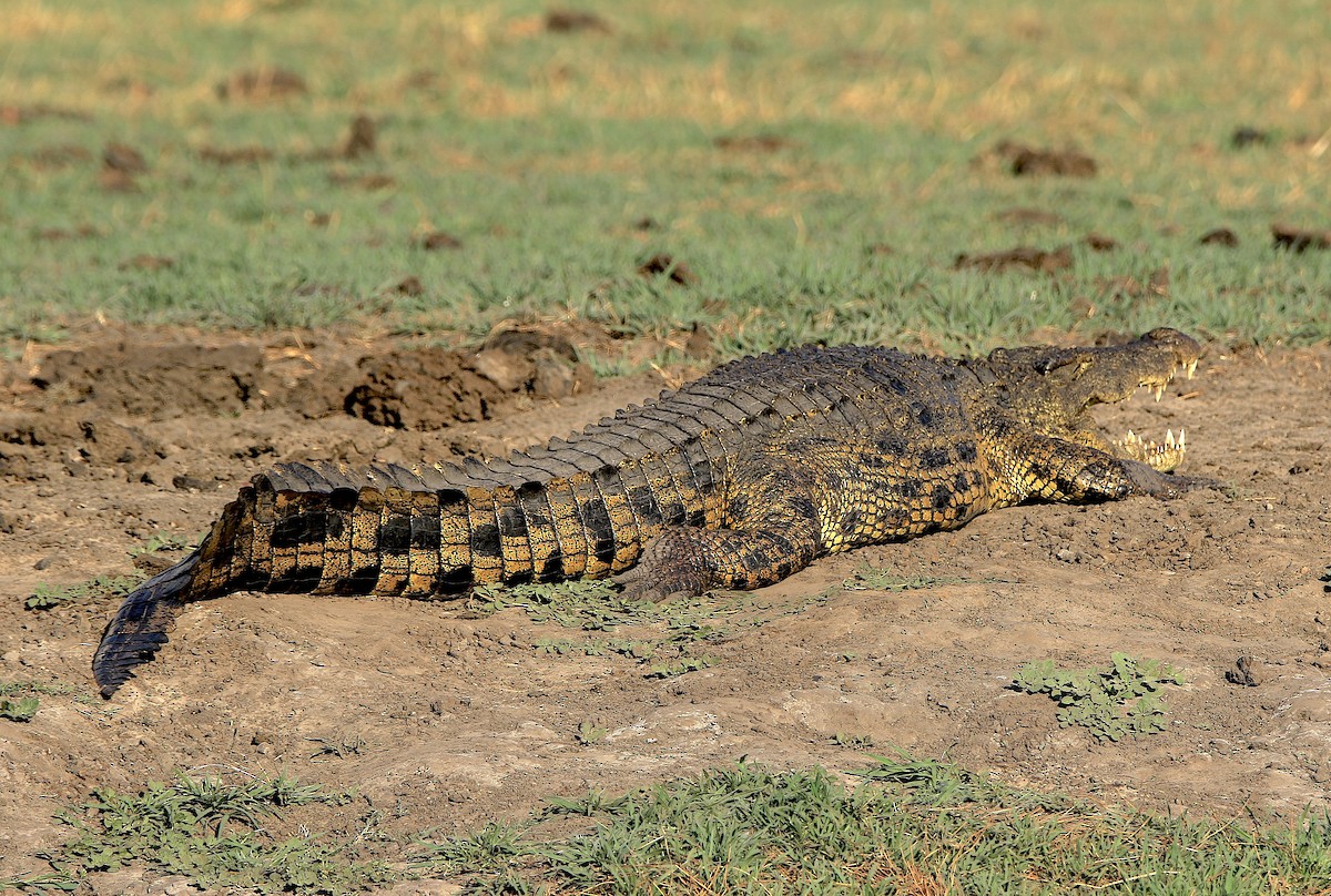 Nile Crocodile - ML643608406