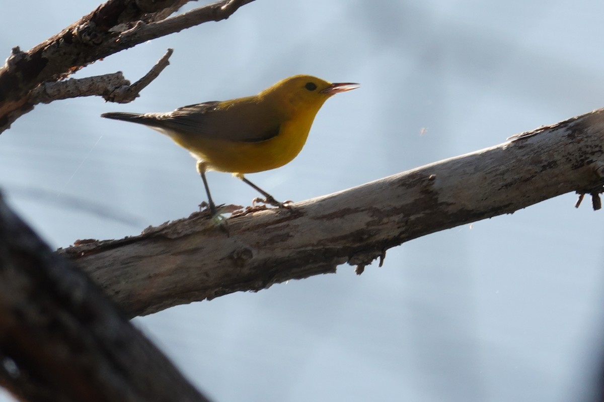 Prothonotary Warbler - ML643608462