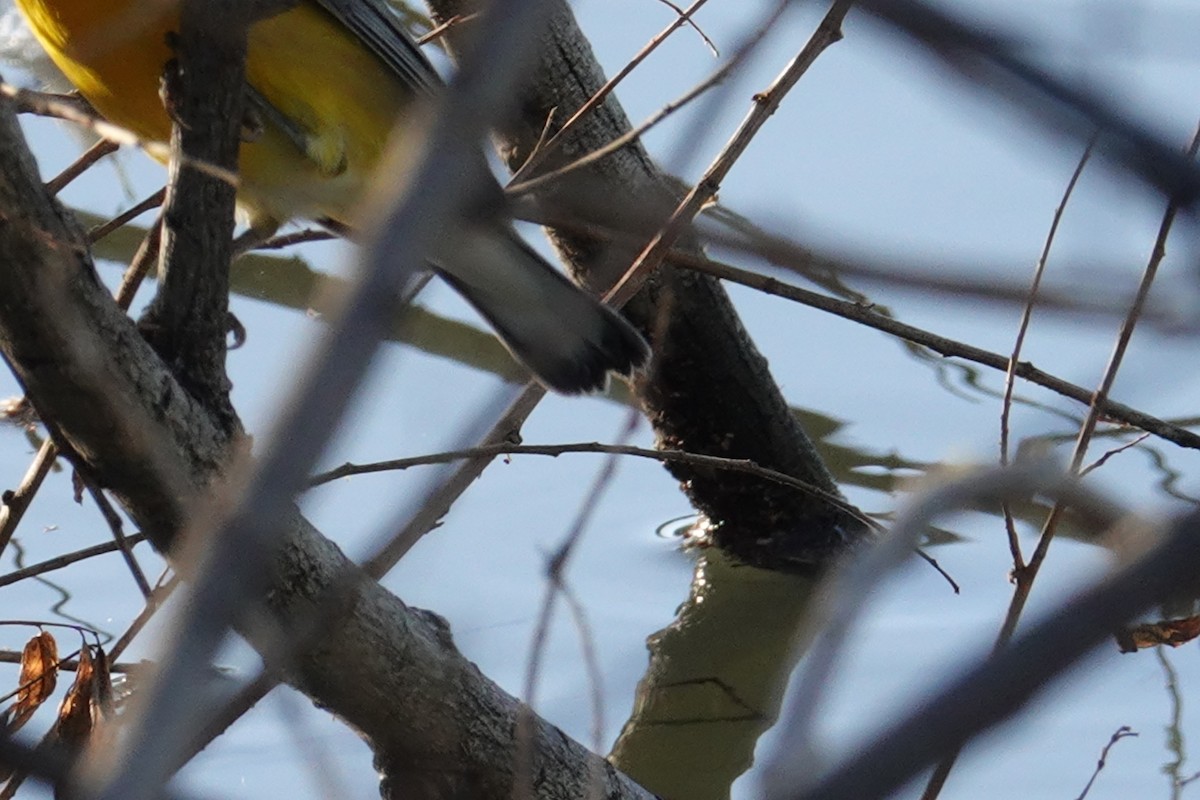 Prothonotary Warbler - ML643608463