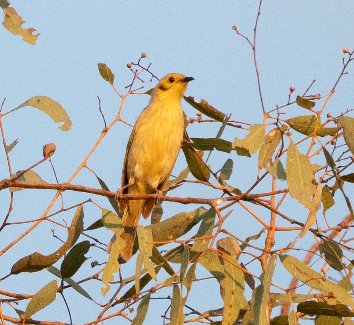 Yellow-tinted Honeyeater - ML643608473