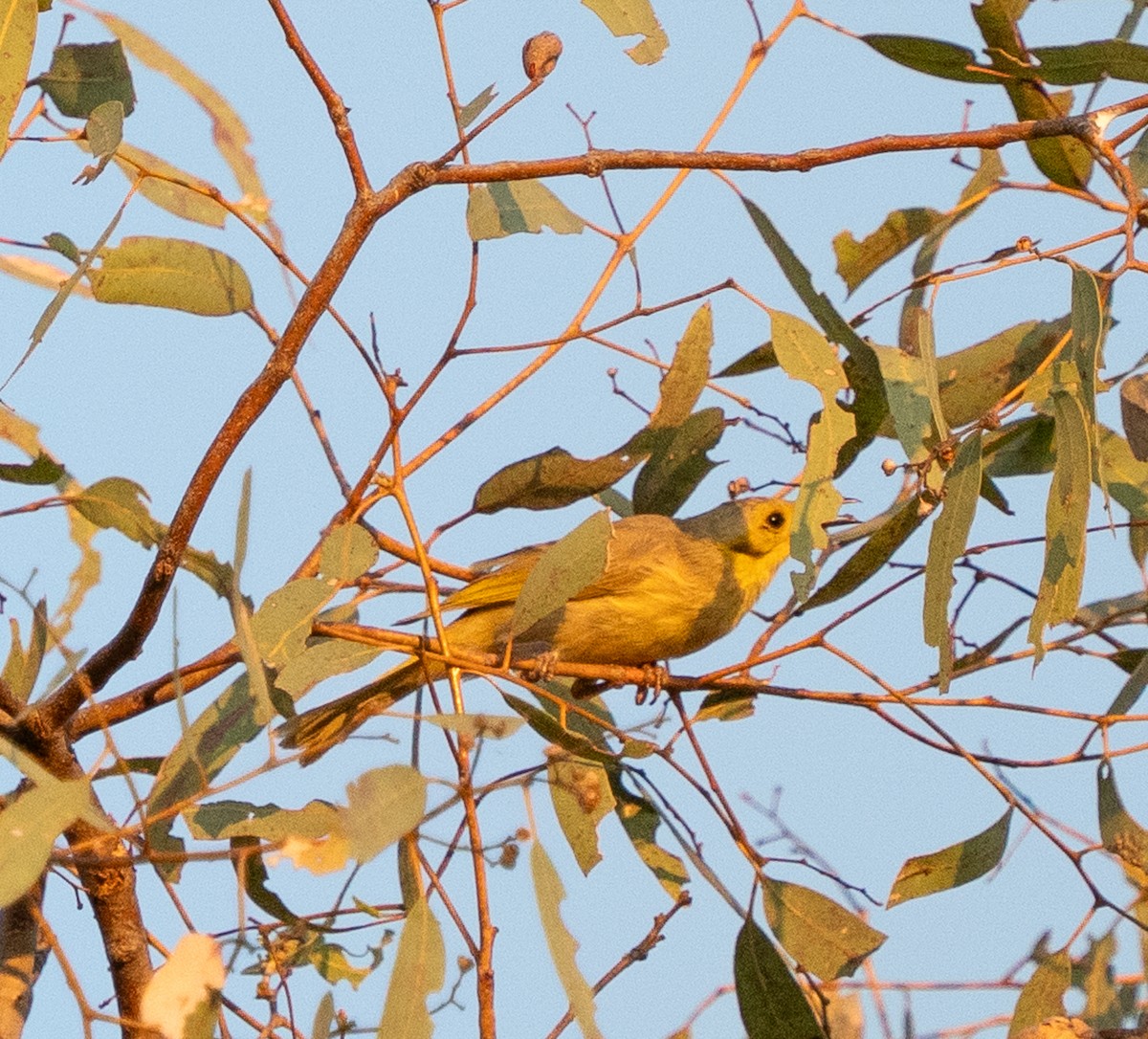 Yellow-tinted Honeyeater - ML643608474