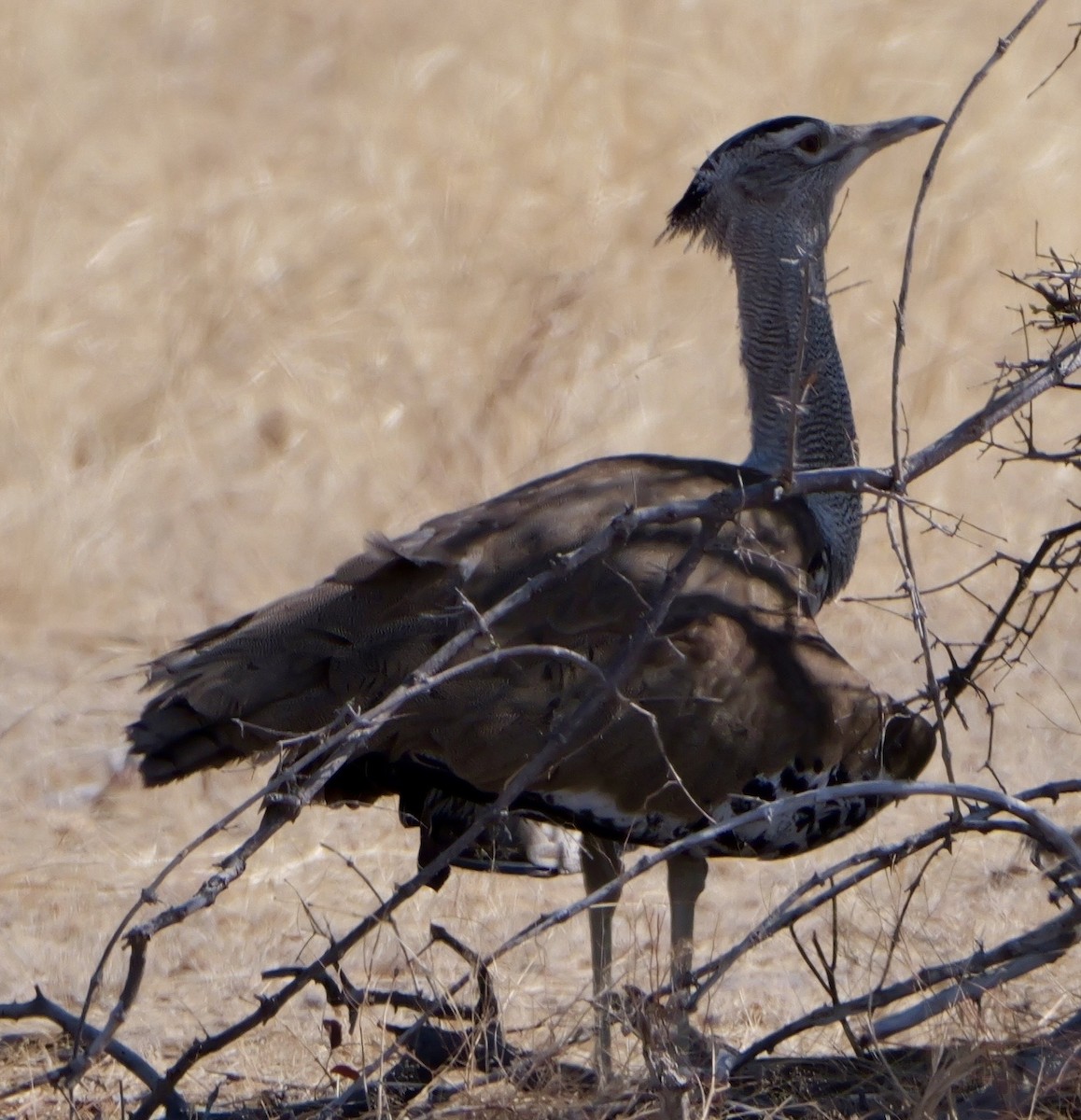 Kori Bustard - ML643608477