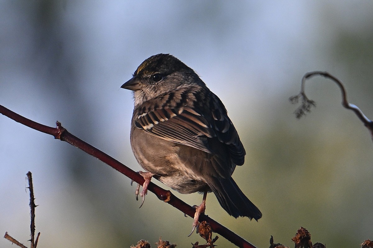 Golden-crowned Sparrow - ML643608485