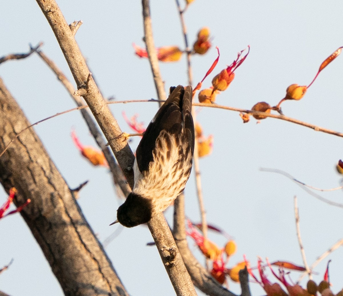 Varied Sittella - ML643608490