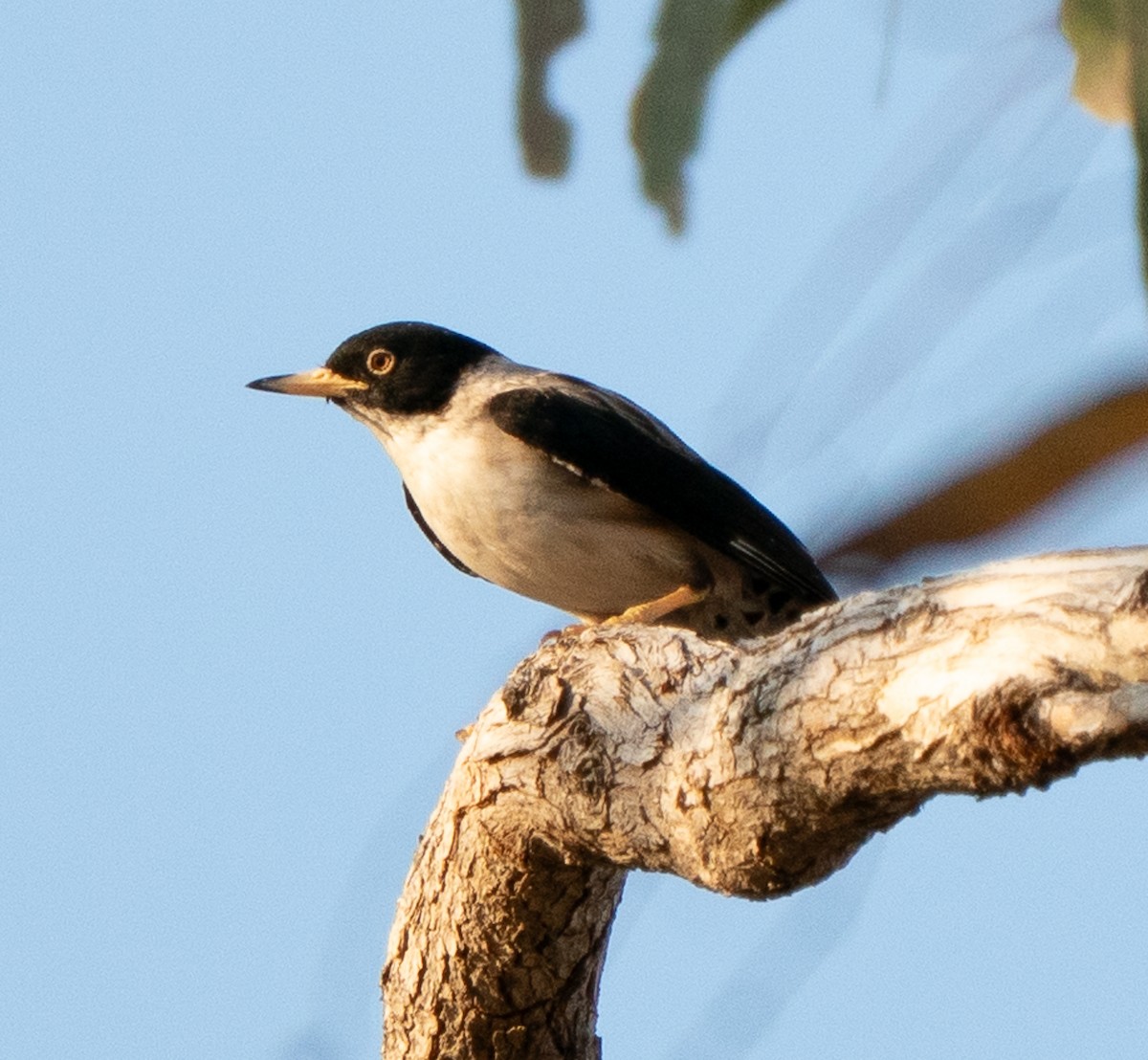 Varied Sittella - ML643608491