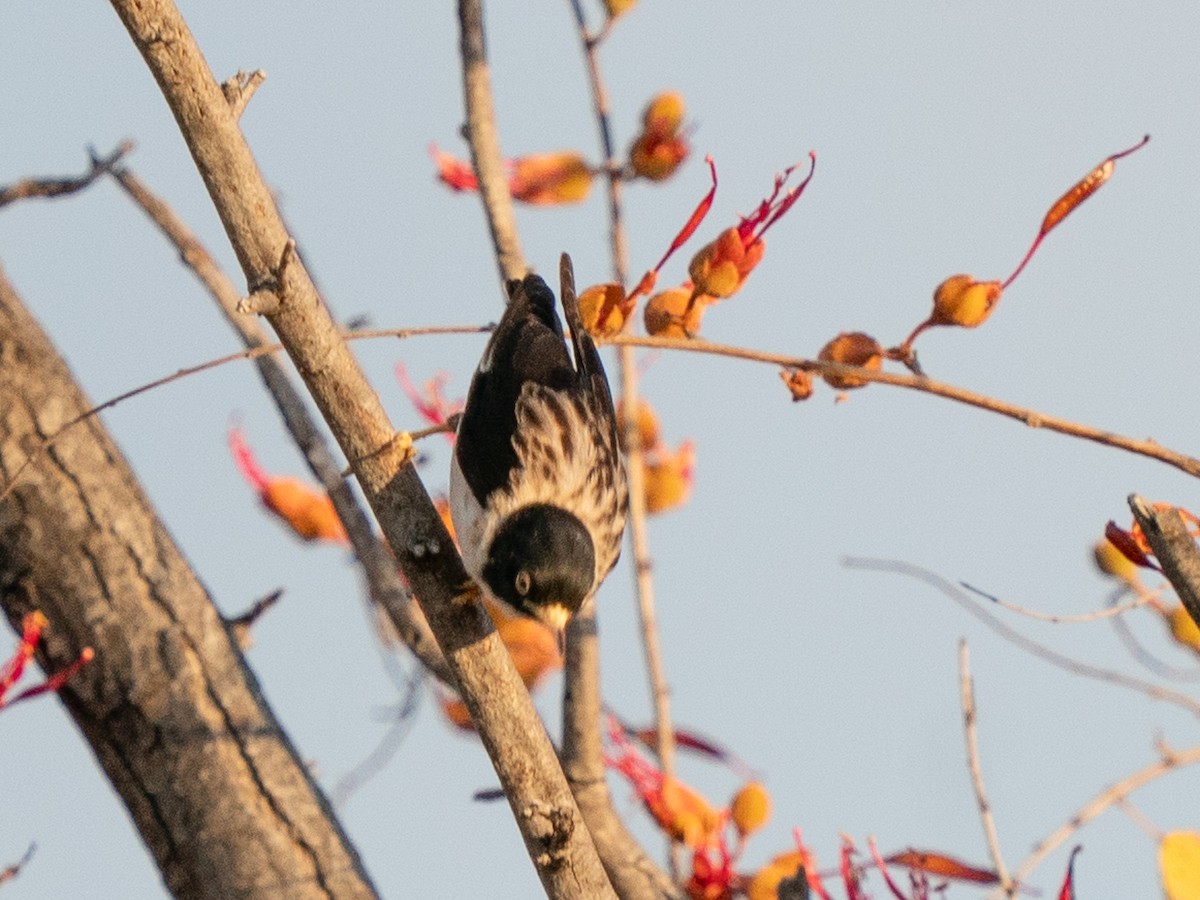Varied Sittella - ML643608492