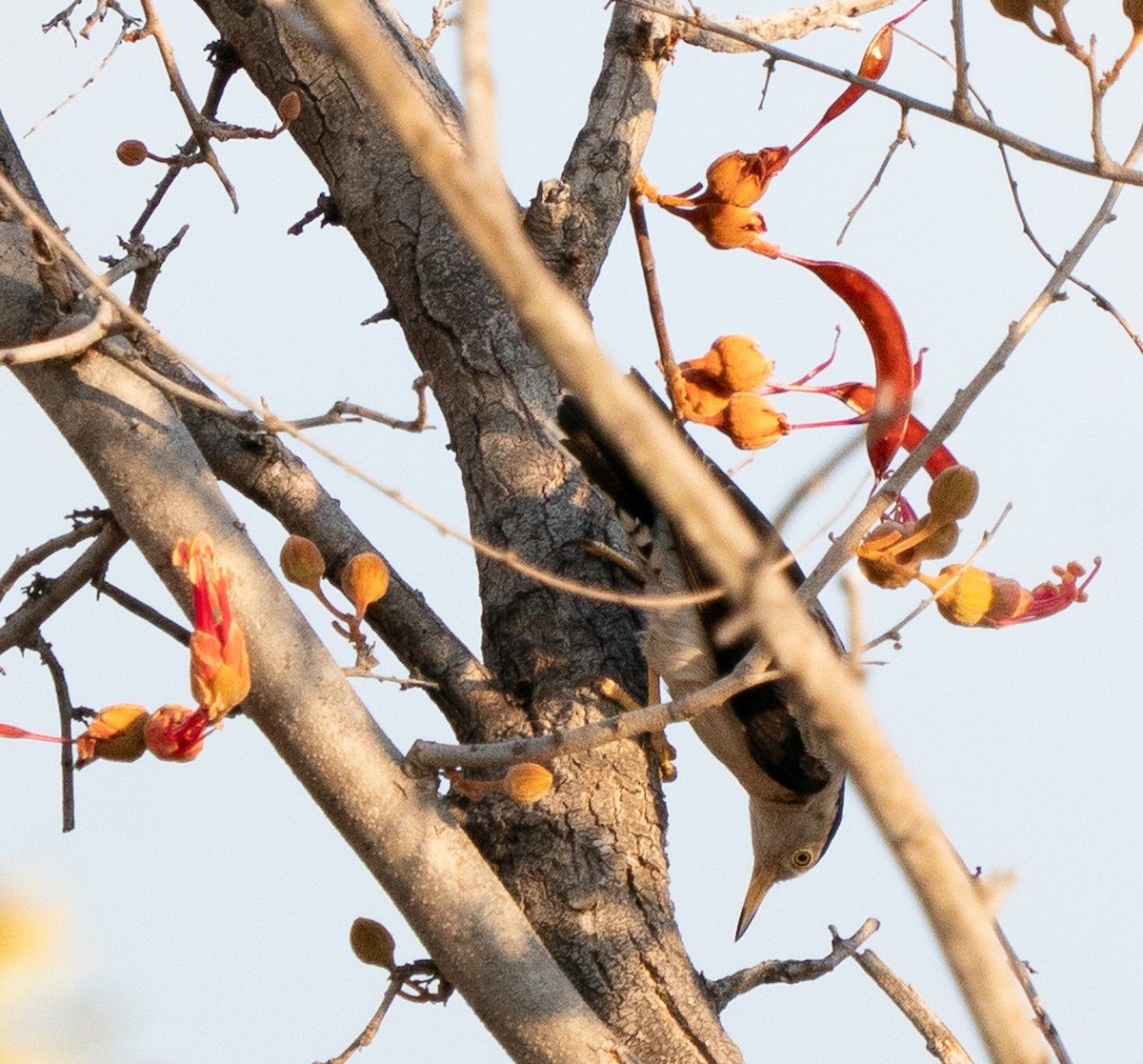 Varied Sittella - ML643608493
